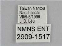 細波遷粉蝶藏品圖，第3張