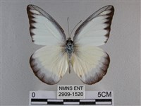 異色尖粉蝶藏品圖，第1張