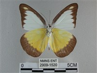 異色尖粉蝶藏品圖，第2張