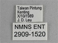 異色尖粉蝶藏品圖，第3張