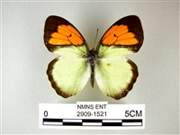 異粉蝶、雌白黃蝶藏品圖，第1張