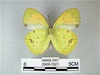 異粉蝶、雌白黃蝶藏品圖，第2張