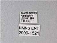 異粉蝶、雌白黃蝶藏品圖，第3張