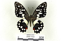 花鳳蝶、無尾鳳蝶藏品圖，第1張