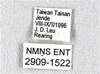 花鳳蝶、無尾鳳蝶藏品圖，第3張