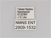大波眼蝶藏品圖，第3張