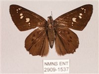 臺灣瑟弄蝶藏品圖，第1張