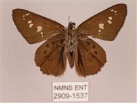 臺灣瑟弄蝶藏品圖，第2張