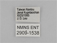 切翅眉眼蝶藏品圖，第3張