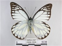 鋸粉蝶藏品圖，第1張