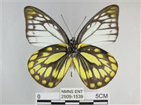 鋸粉蝶藏品圖，第2張