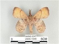 黃斑枯葉蛾藏品圖，第2張