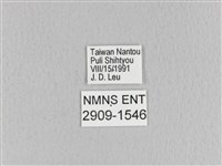 黃斑枯葉蛾藏品圖，第3張