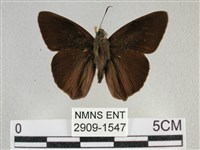 圓翅絨弄蝶藏品圖，第1張