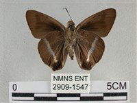 圓翅絨弄蝶藏品圖，第2張