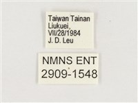 淺色眉眼蝶藏品圖，第3張