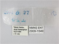 臺灣黛眼蝶藏品圖，第3張