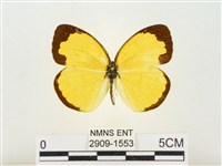 島嶼黃蝶、江崎黃蝶藏品圖，第1張