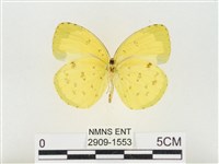 島嶼黃蝶、江崎黃蝶藏品圖，第2張