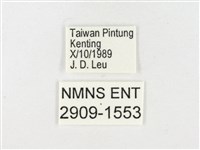 島嶼黃蝶、江崎黃蝶藏品圖，第3張