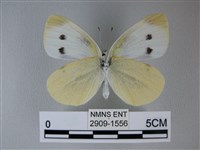 白粉蝶、紋白蝶藏品圖，第2張