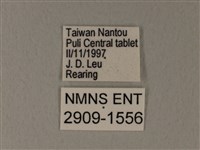 白粉蝶、紋白蝶藏品圖，第3張