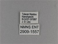 小雙尾蛺蝶藏品圖，第3張