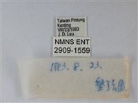 淡青雅波灰蝶藏品圖，第3張