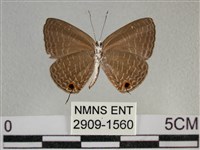 雅波灰蝶藏品圖，第2張