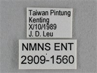 雅波灰蝶藏品圖，第3張