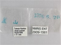大幽眼蝶藏品圖，第3張