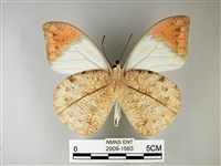 橙端粉蝶、端紅蝶藏品圖，第2張