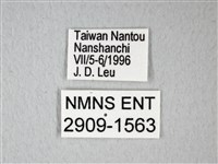 橙端粉蝶、端紅蝶藏品圖，第3張