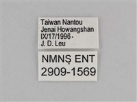 紫帶眉眼蝶藏品圖，第3張