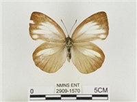 淡褐脈粉蝶藏品圖，第1張