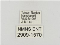 淡褐脈粉蝶藏品圖，第3張