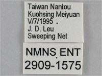 紫俳線蛺蝶藏品圖，第3張