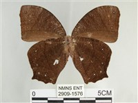 森林暮眼蝶、黑樹蔭蝶藏品圖，第2張