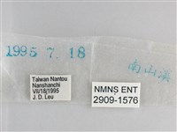 森林暮眼蝶、黑樹蔭蝶藏品圖，第3張