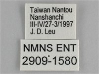 圓翅紫斑蝶藏品圖，第3張