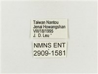白斑蔭眼蝶藏品圖，第3張