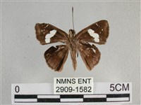 曲紋袖弄蝶藏品圖，第2張