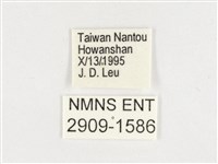 玉帶黛眼蝶藏品圖，第3張