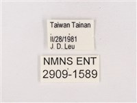 尖灰蝶、叉紋小灰蝶藏品圖，第3張