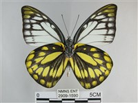 鋸粉蝶藏品圖，第2張