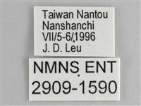 鋸粉蝶藏品圖，第3張