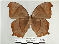 森林暮眼蝶、黑樹蔭蝶藏品圖，第2張