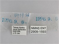 森林暮眼蝶、黑樹蔭蝶藏品圖，第3張