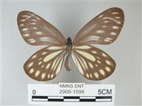 流星絹粉蝶藏品圖，第1張