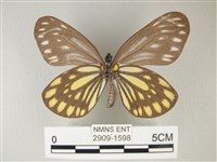 流星絹粉蝶藏品圖，第3張